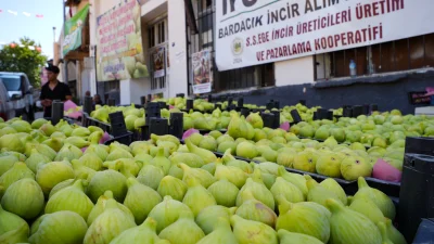 Torbalı’da üreticiler, Bardakçık incirini kooperatif çatısı altında pazarlayarak hem ürünün