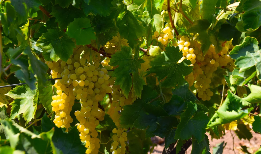 Gediz Havzası’nda yetişen Sultani çekirdeksiz üzümde hasat ve kurutma süreci