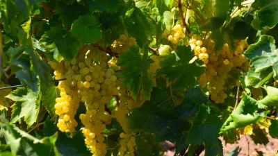 Gediz Havzası’nda yetişen Sultani çekirdeksiz üzümde hasat ve kurutma süreci