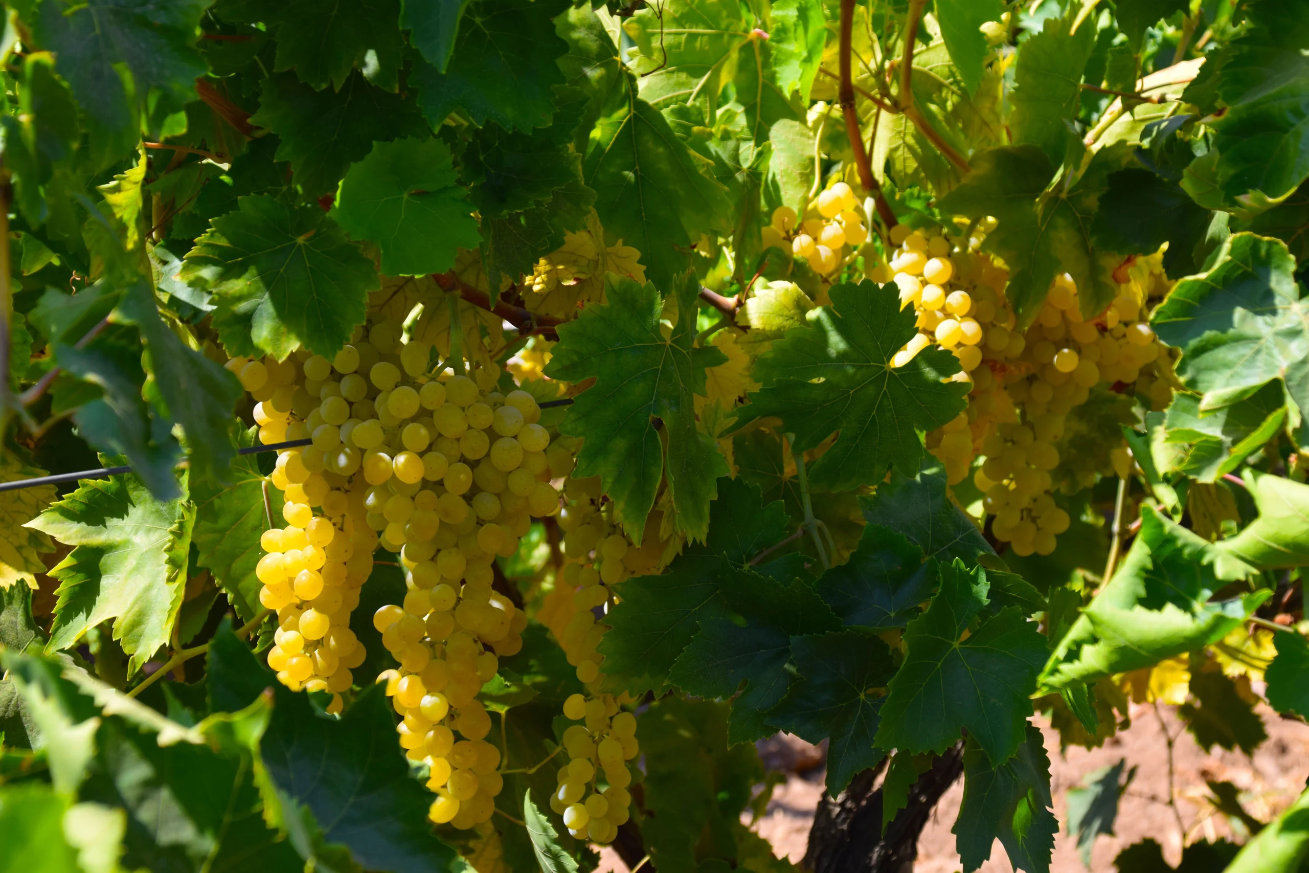 Gediz Havzası’nda yetişen Sultani çekirdeksiz üzümde hasat ve kurutma süreci