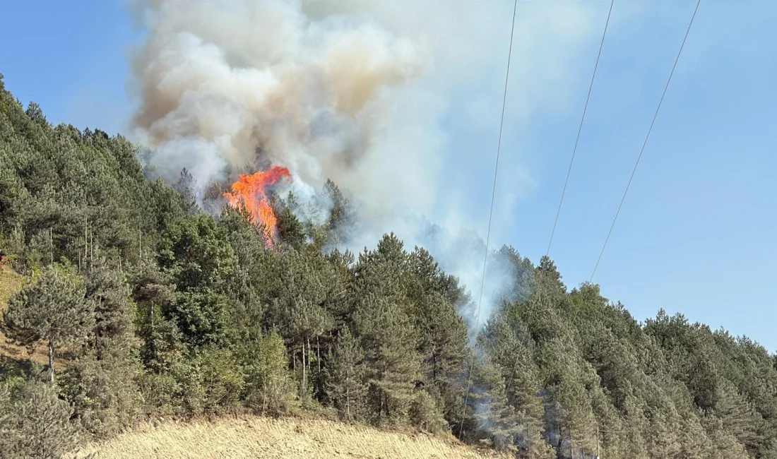 Sinop’un Türkeli ilçesinde çıkan orman yangını ekiplerin müdahalesiyle kontrol altına