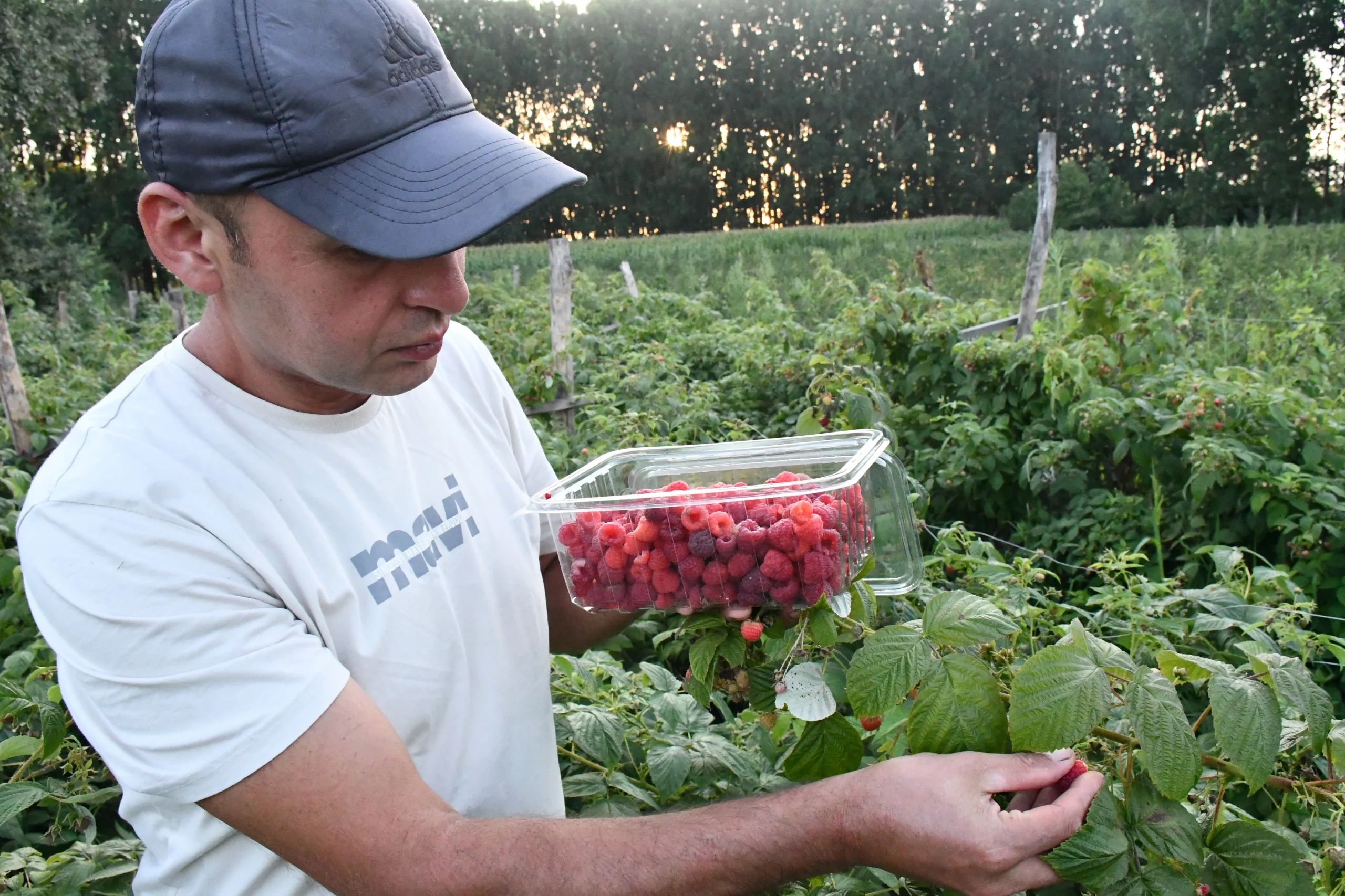Pide ustalığını bırakan Onur Kurnaz, babadan kalan atıl araziyi meyve