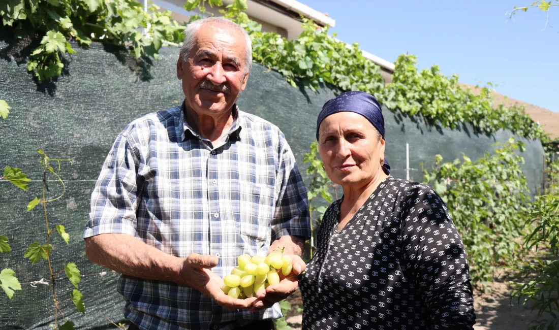 Ahıska Türkü çift, Erzincan’da 70 çeşit üzüm yetiştiriyor Ukrayna’dan getirilen üzüm fidanlarını Erzincan’da toprakla buluşturan Ahıska Türkü Faik