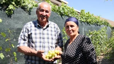 Ukrayna’dan getirilen üzüm fidanlarını Erzincan’da toprakla buluşturan Ahıska Türkü Faik
