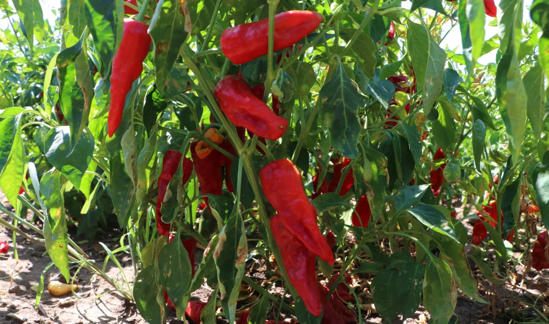 Kilis’te kırmızı biber hasadı başladı. Üreticiler, topladıkları biberleri kurutarak salça,