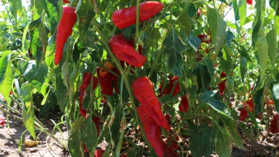 Kilis’te kırmızı biber hasadı başladı. Üreticiler, topladıkları biberleri kurutarak salça,