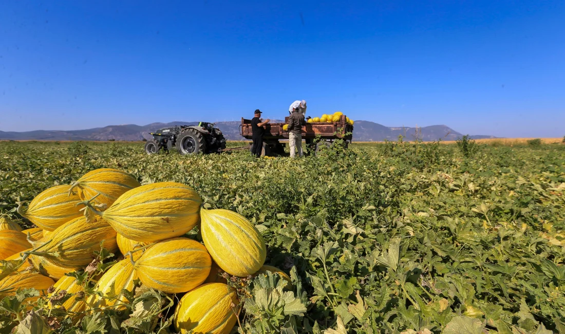 Kırkağaç kavununda hasat tüm hızıyla sürüyor.AB tescilli ürün hem depolarda