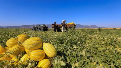 Kırkağaç kavununda hasat tüm hızıyla sürüyor.AB tescilli ürün hem depolarda