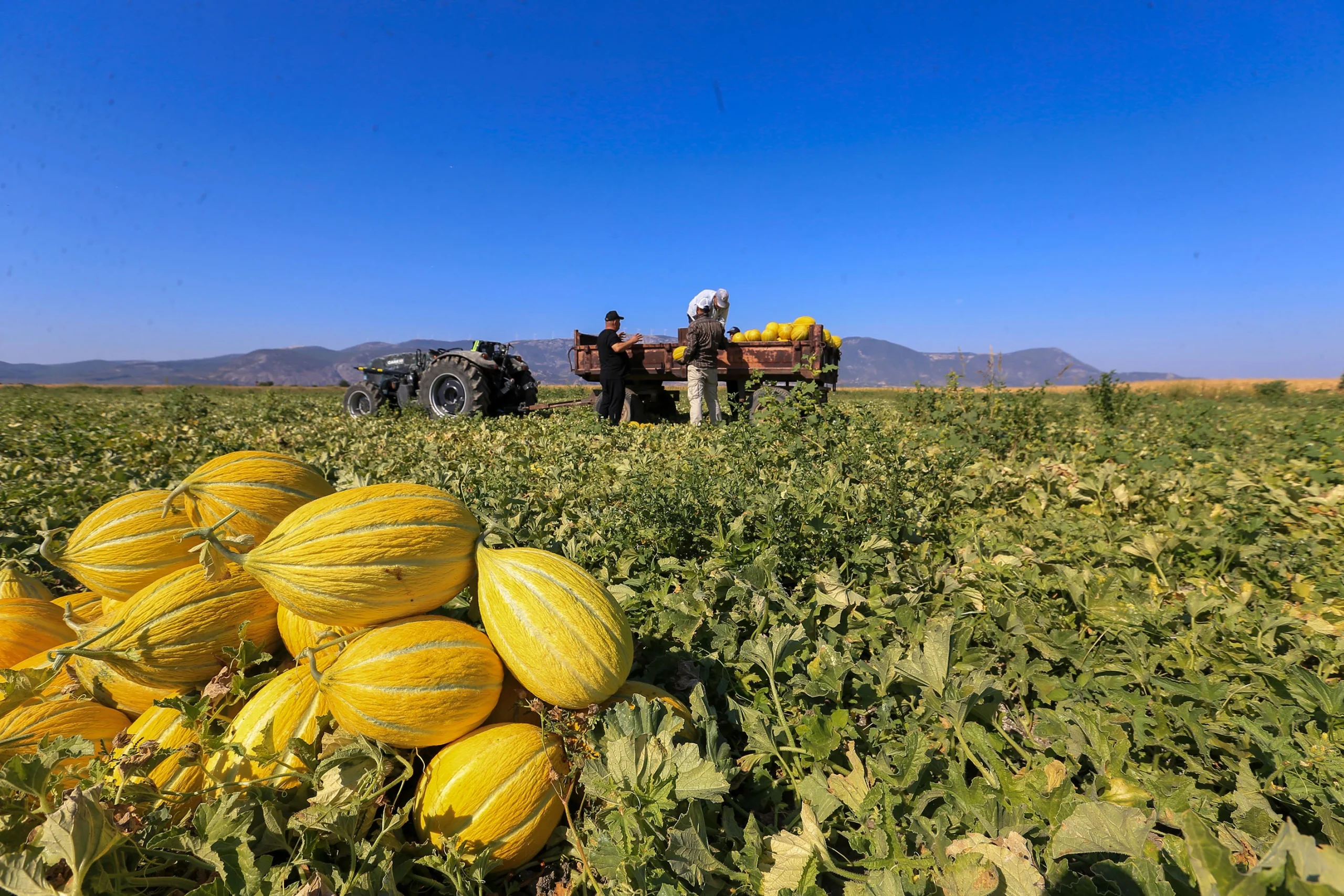 Kırkağaç kavununda hasat tüm hızıyla sürüyor.AB tescilli ürün hem depolarda