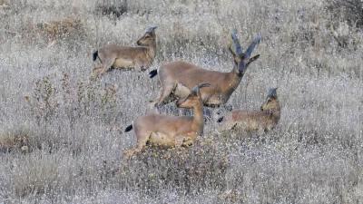 Hakkari’de sayıları artan dağ keçileri, şehre yakın bir bölgede dronla