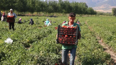 Tokat’ın Pazar ilçesinde üreticiler domates hasadının sonuna yaklaşırken, rekolte ve