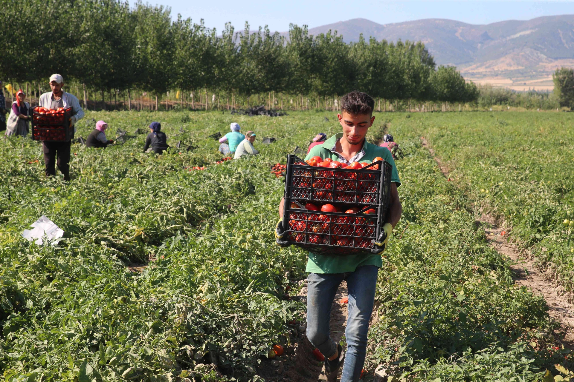 Tokat’ın Pazar ilçesinde üreticiler domates hasadının sonuna yaklaşırken, rekolte ve