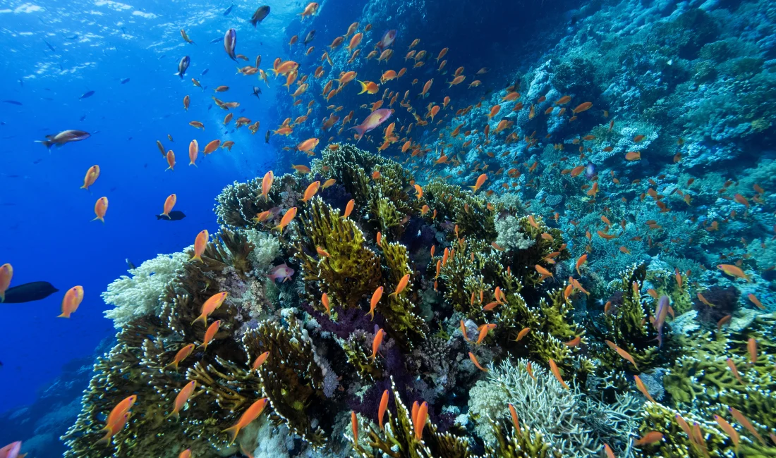 Mısır’ın Sina Yarımadası’nda yer alan Ras Muhammed Milli Parkı, büyüleyici