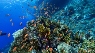 Mısır’ın Sina Yarımadası’nda yer alan Ras Muhammed Milli Parkı, büyüleyici