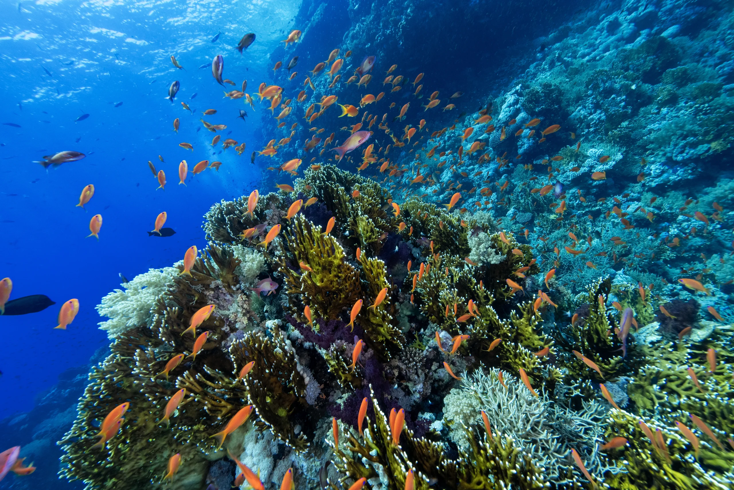 Mısır’ın Sina Yarımadası’nda yer alan Ras Muhammed Milli Parkı, büyüleyici