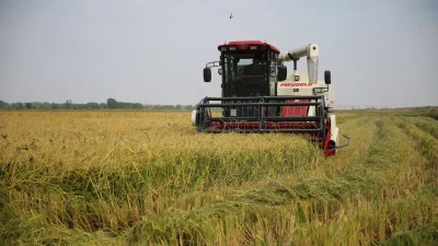 Edirne’de çeltik tarlalarında hasat zamanı geldi. Üreticiler verimden umutlu, bu