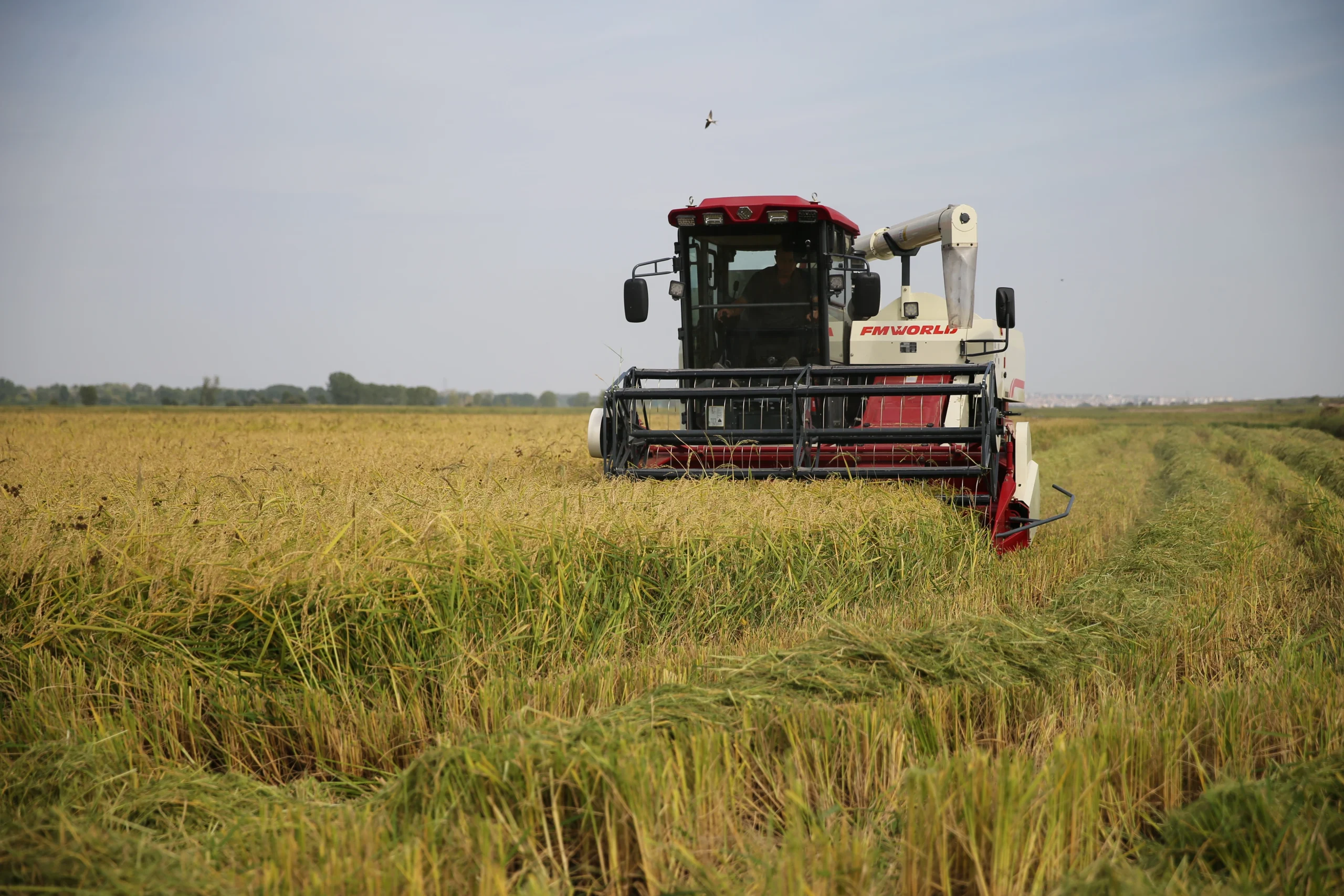 Edirne’de çeltik tarlalarında hasat zamanı geldi. Üreticiler verimden umutlu, bu