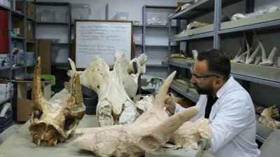 Kayseri’deki fosil kazılarında bu yıl 7,7 milyon yıllık 3 fil