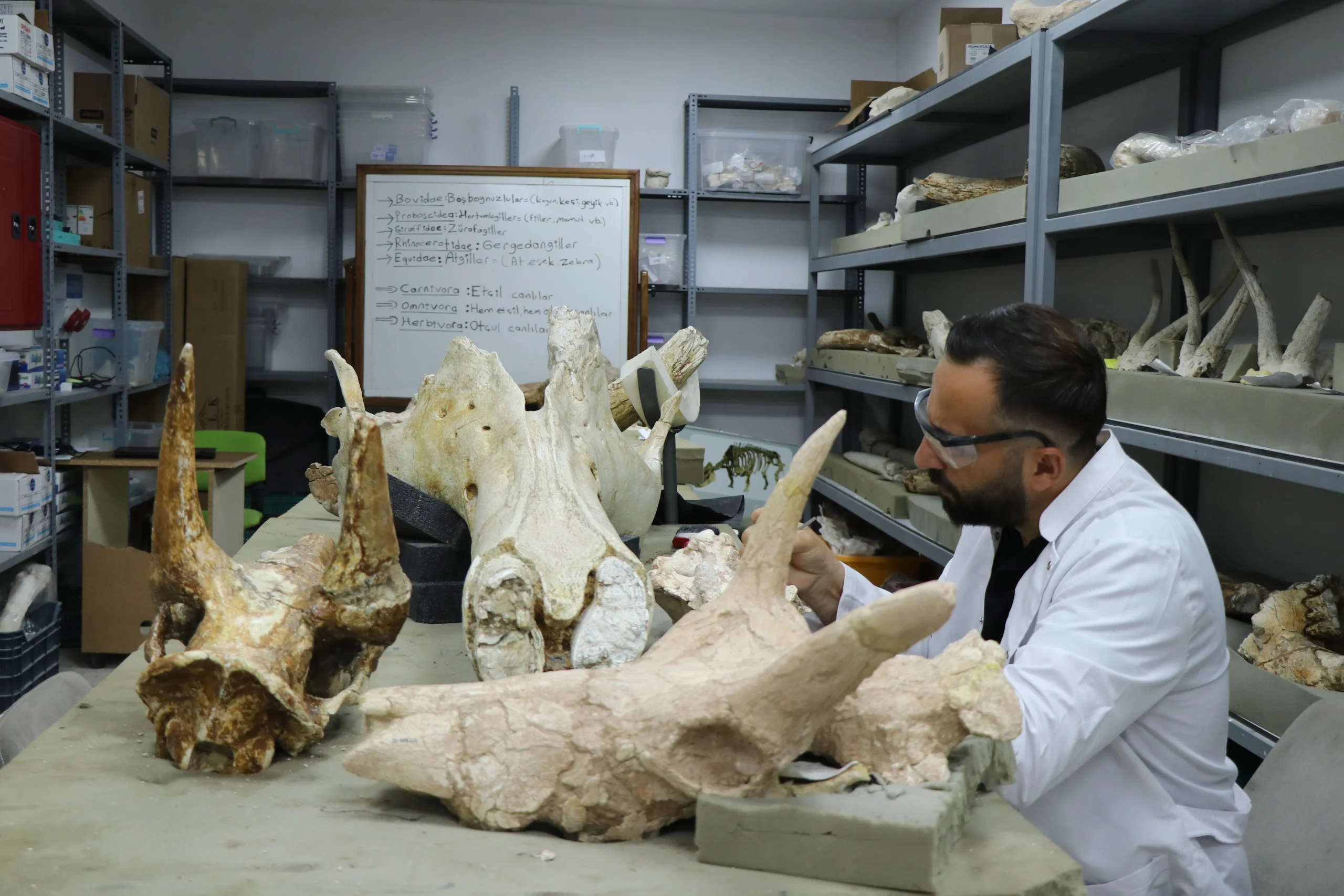 Kayseri’deki fosil kazılarında bu yıl 7,7 milyon yıllık 3 fil