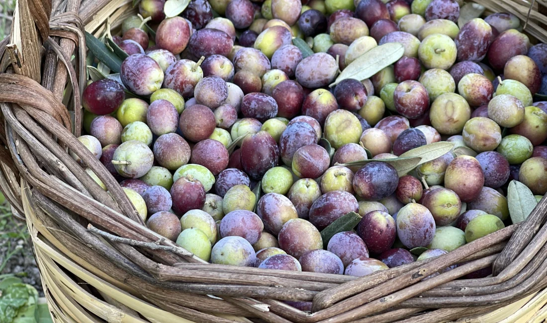 Ulusal Zeytin ve Zeytinyağı Konseyi, bu sezon Türkiye genelinde zeytin