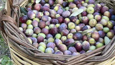 Ulusal Zeytin ve Zeytinyağı Konseyi, bu sezon Türkiye genelinde zeytin