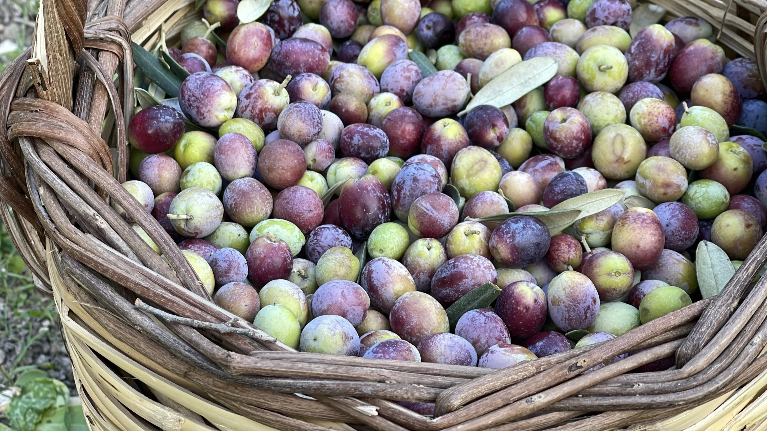 Ulusal Zeytin ve Zeytinyağı Konseyi, bu sezon Türkiye genelinde zeytin