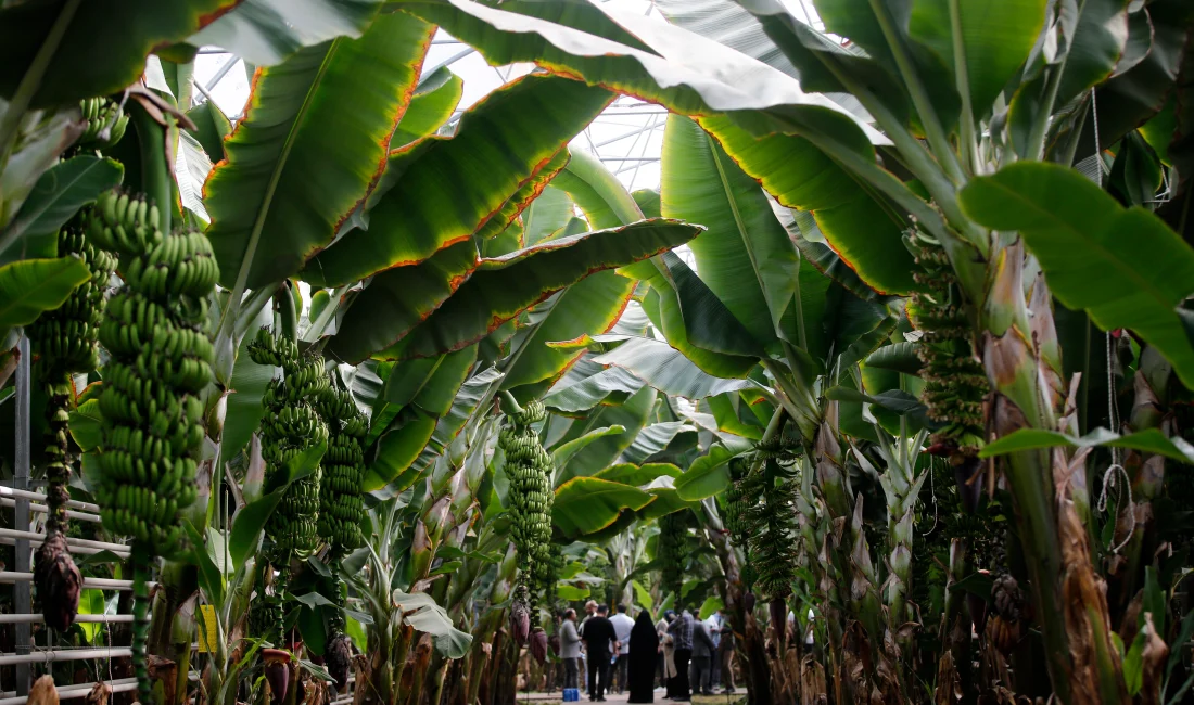 İran’ın En Büyük Serası Aras Nehri Kıyısında Tropikal Meyve Üretiyor İran’ın Doğu Azerbaycan bölgesindeki dev sera kompleksi, tropikal meyve üretiminde