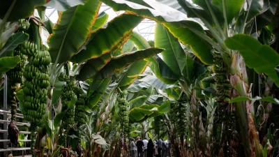 İran’ın Doğu Azerbaycan bölgesindeki dev sera kompleksi, tropikal meyve üretiminde