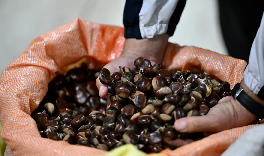 Düzce'nin meşhur "kuzusu" kestanesi için mezat sezonu açıldı. Dağ köylerinden