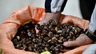 Düzce'nin meşhur "kuzusu" kestanesi için mezat sezonu açıldı. Dağ köylerinden