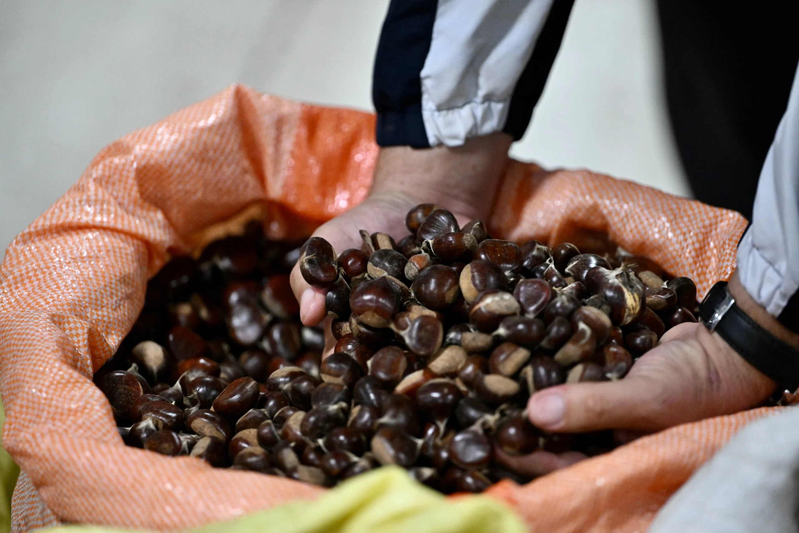 Düzce'nin meşhur "kuzusu" kestanesi için mezat sezonu açıldı. Dağ köylerinden