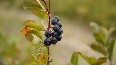 Edirne’de 2020’den bu yana üretimi yapılan ve “süper meyve” olarak