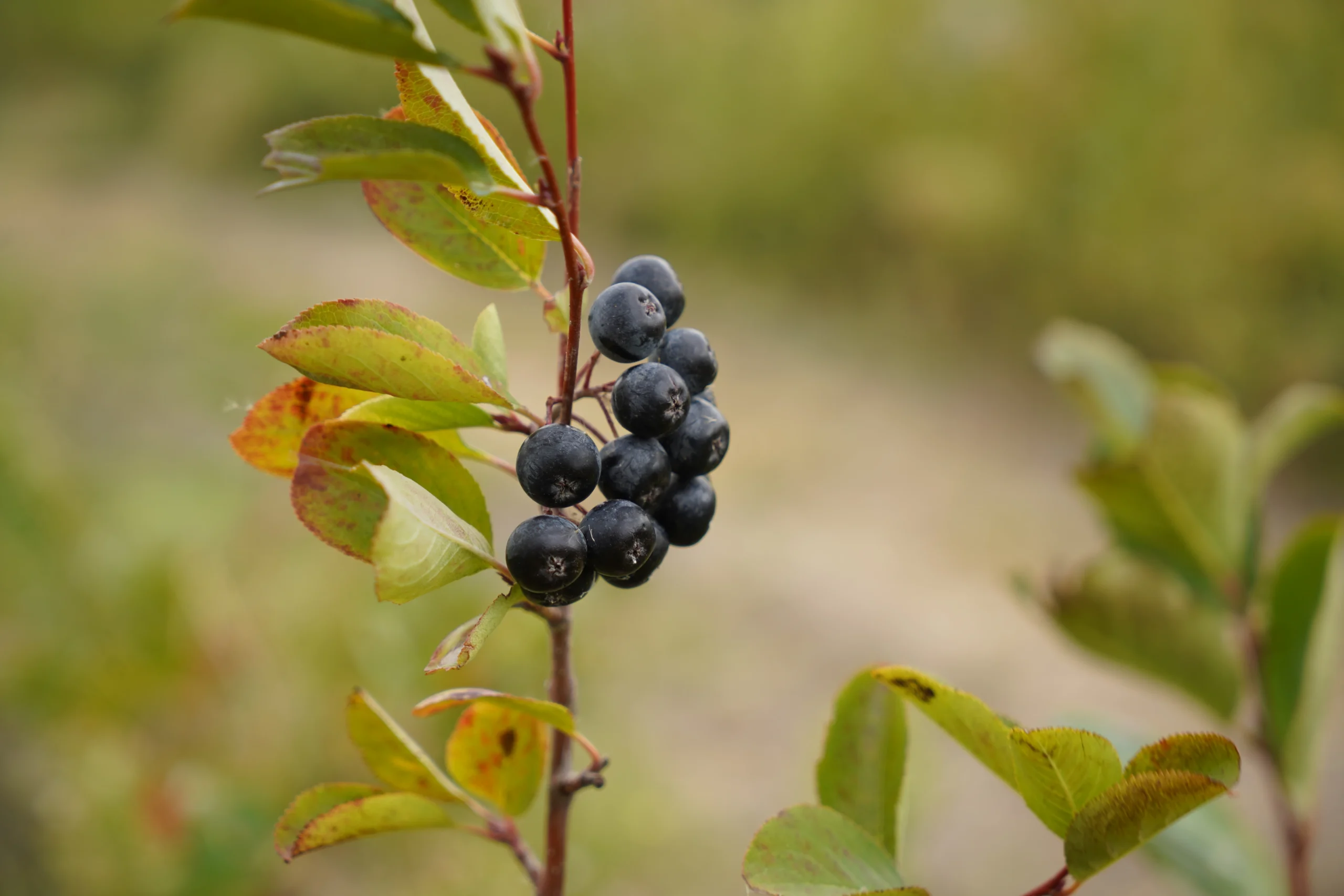 Edirne’de 2020’den bu yana üretimi yapılan ve “süper meyve” olarak