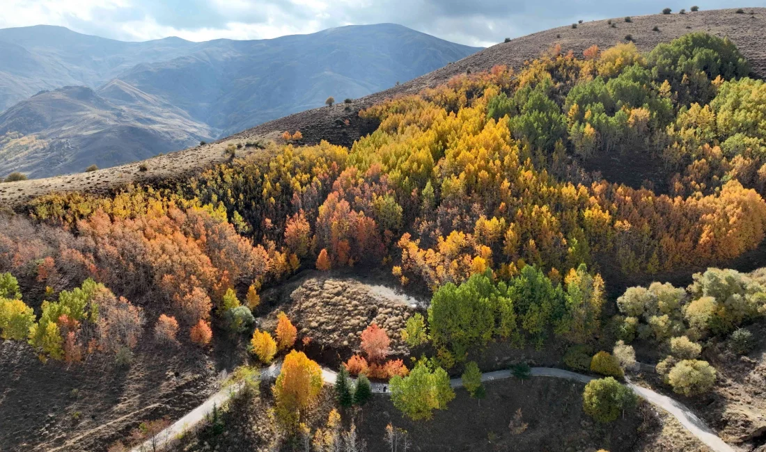 Gençler Sonbaharın Renklerinde Doğa Yürüyüşü Yaptı Muş’ta Genç Adımlar Derneği üyeleri, Bağlar bölgesinde sonbaharın büyüleyici atmosferinde