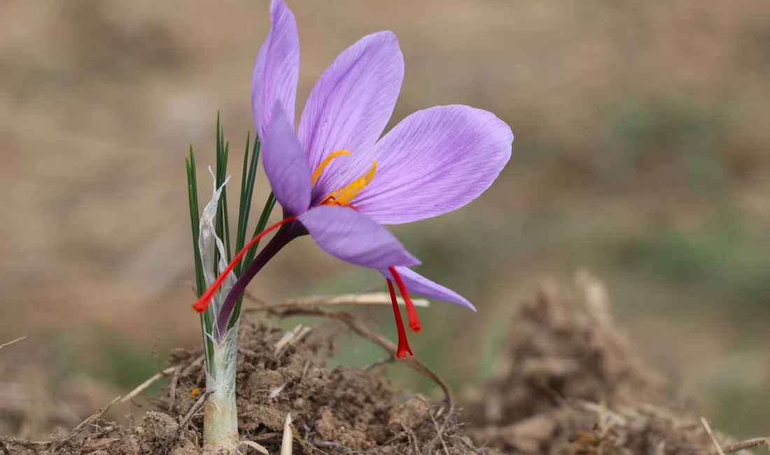 Karabük’ün Safranbolu ilçesinde gerçekleşen 9. Safran Festivali; müzik dinletileri, yemek