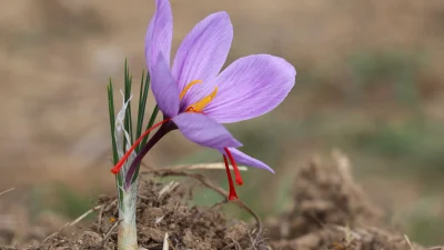 Karabük’ün Safranbolu ilçesinde gerçekleşen 9. Safran Festivali; müzik dinletileri, yemek