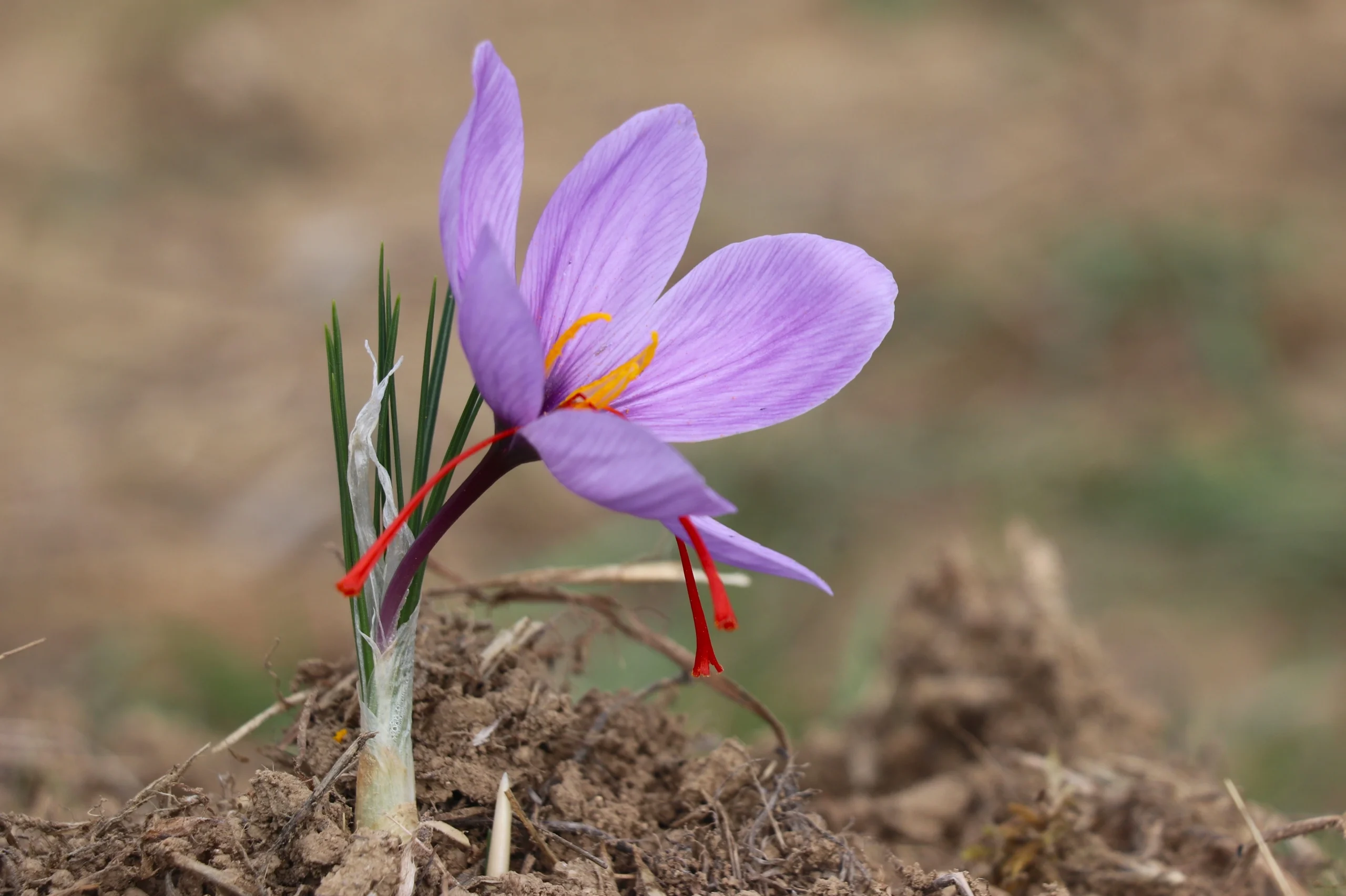 Karabük’ün Safranbolu ilçesinde gerçekleşen 9. Safran Festivali; müzik dinletileri, yemek