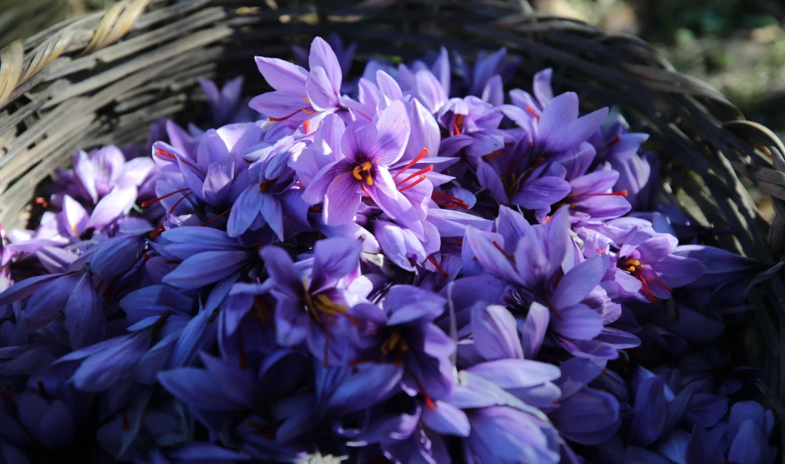 Safranbolu’nun verimli topraklarında yetiştirilen safran, hasat döneminde hem yerli hem
