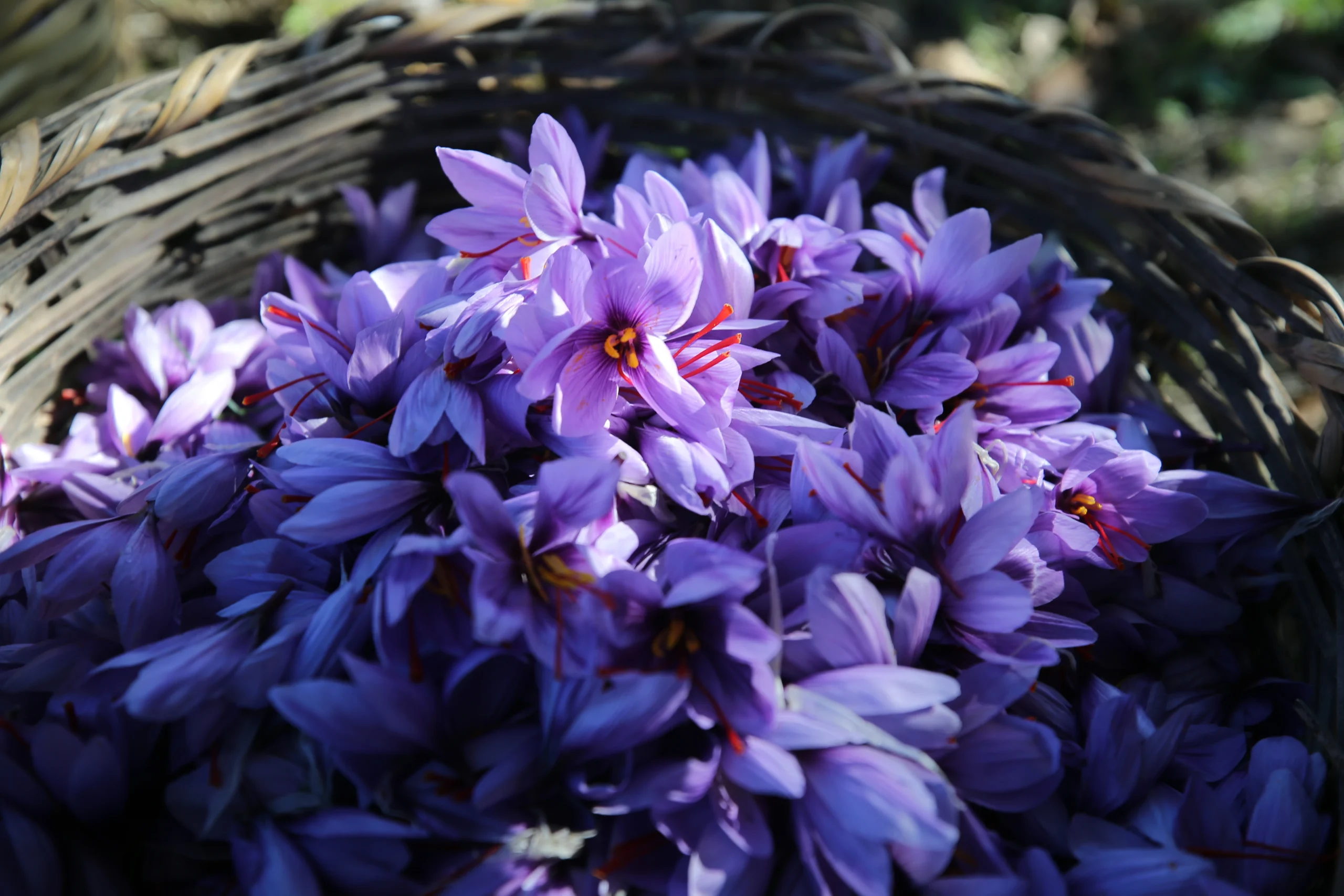 Safranbolu’nun verimli topraklarında yetiştirilen safran, hasat döneminde hem yerli hem