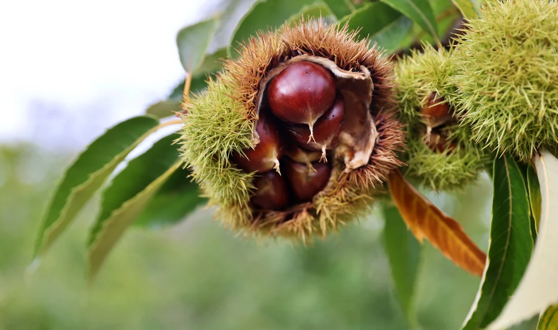 Samsun’da Kestane Kanserine Dayanıklı Yeni Türler Geliştiriliyor Samsun'da, kestane üretimini tehdit eden hastalık ve zararlılara karşı dayanıklı