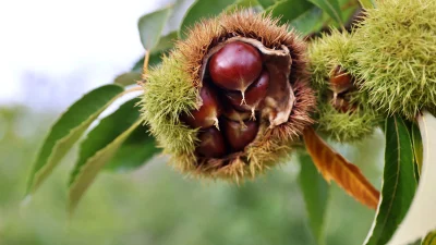 Samsun'da, kestane üretimini tehdit eden hastalık ve zararlılara karşı dayanıklı
