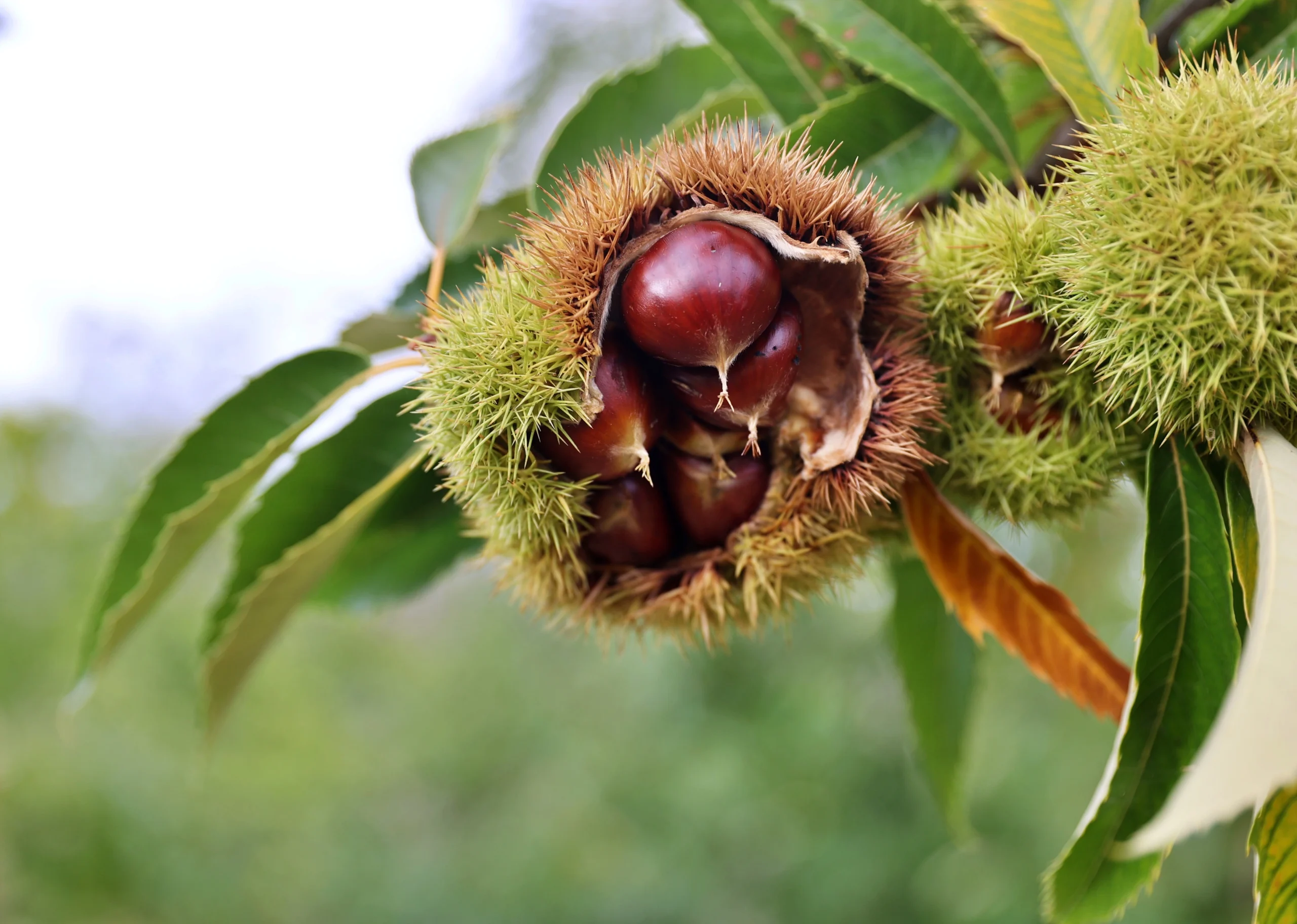 Samsun'da, kestane üretimini tehdit eden hastalık ve zararlılara karşı dayanıklı