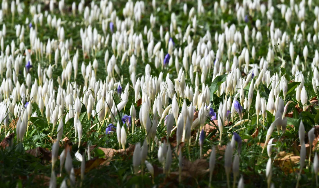 Trabzon’da “vargit” çiçekleri, yaylalarda doğayı mor ve beyaz tonlara bürüyerek