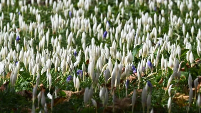 Trabzon’da “vargit” çiçekleri, yaylalarda doğayı mor ve beyaz tonlara bürüyerek