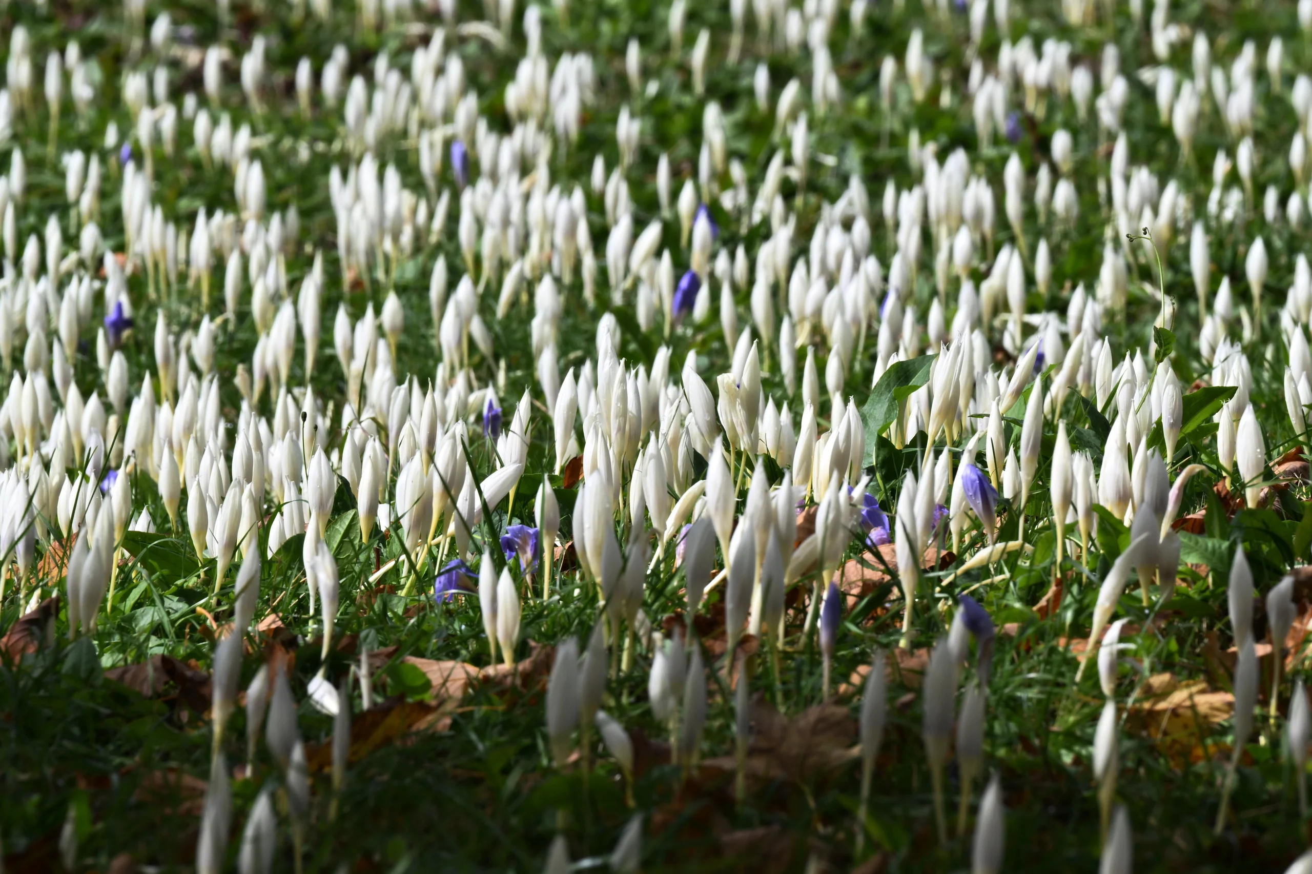 Trabzon’da “vargit” çiçekleri, yaylalarda doğayı mor ve beyaz tonlara bürüyerek