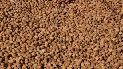 Aroması, ince kabuğu ve doluluğuyla öne çıkan Muş cevizi için