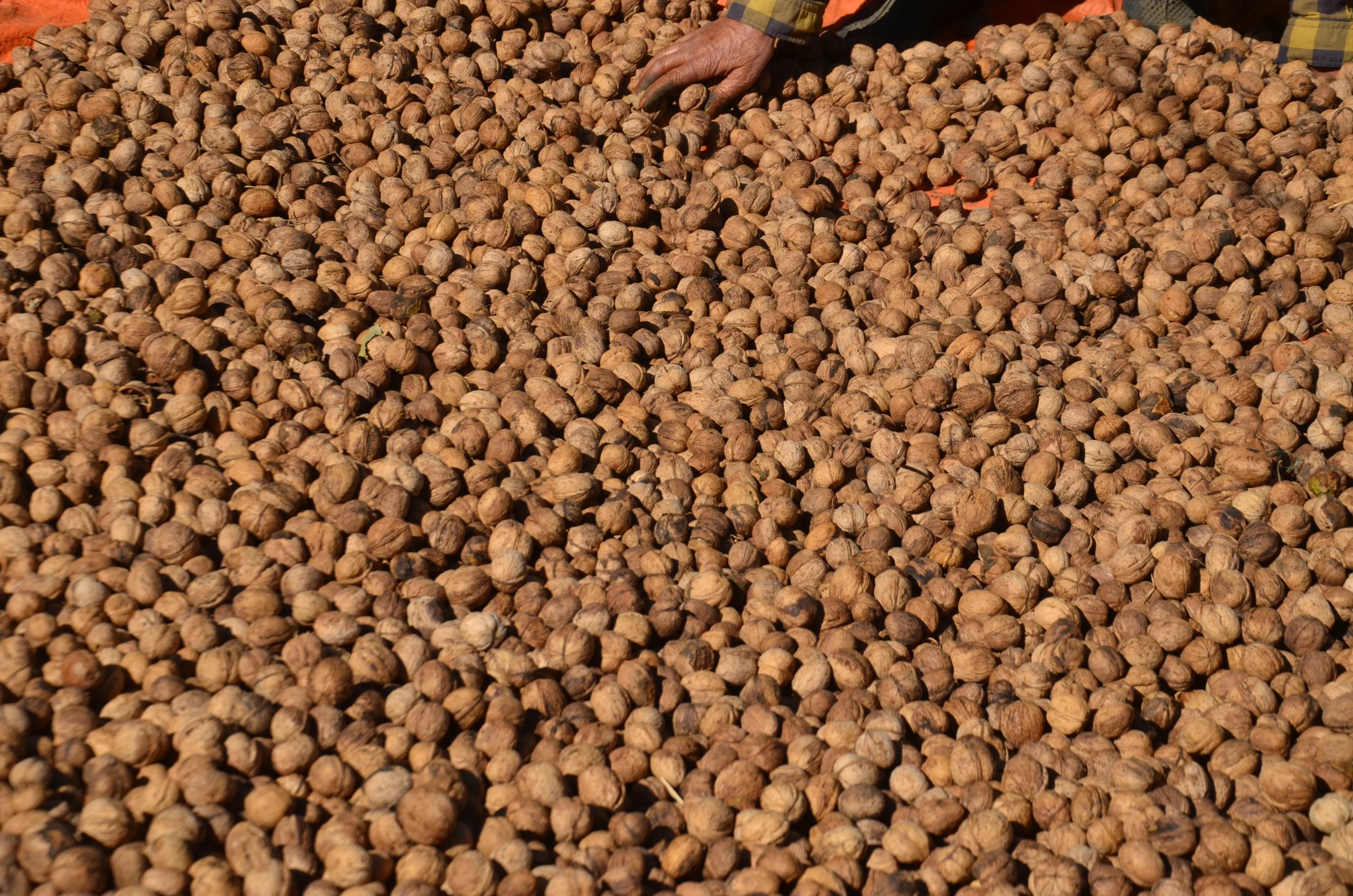 Aroması, ince kabuğu ve doluluğuyla öne çıkan Muş cevizi için