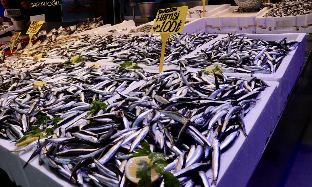 Trabzon’da balık sezonu hareketli başladı. Hamsininkilosu 100 liradan satışa sunulurken,