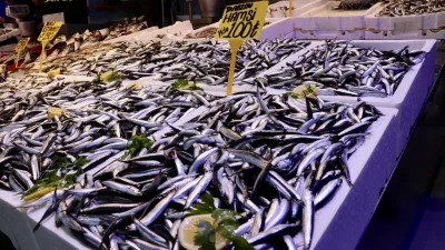 Trabzon’da balık sezonu hareketli başladı. Hamsininkilosu 100 liradan satışa sunulurken,