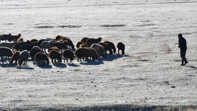 Kars ve Sarıkamış'ta etkili olan kar yağışı ve soğuk hava,